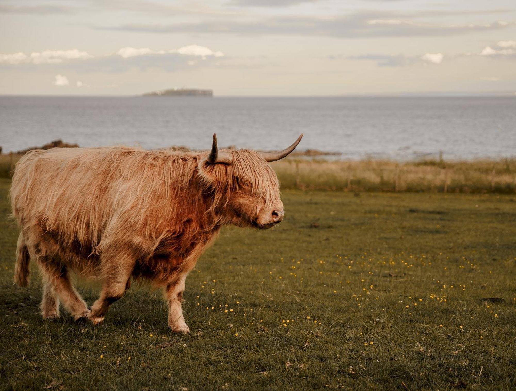 Clover Cottage Countryside Retreat With Sea Views Crail Exteriör bild